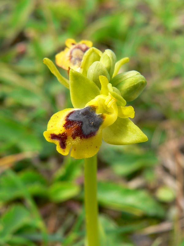 Gruppo Ophrys lutea